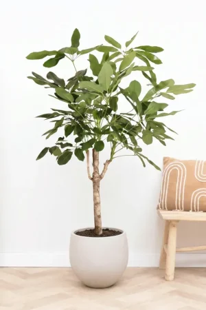 Voeg toe aan winkelwagen - Schefflera Actinophylla Amate op stam - 180cm