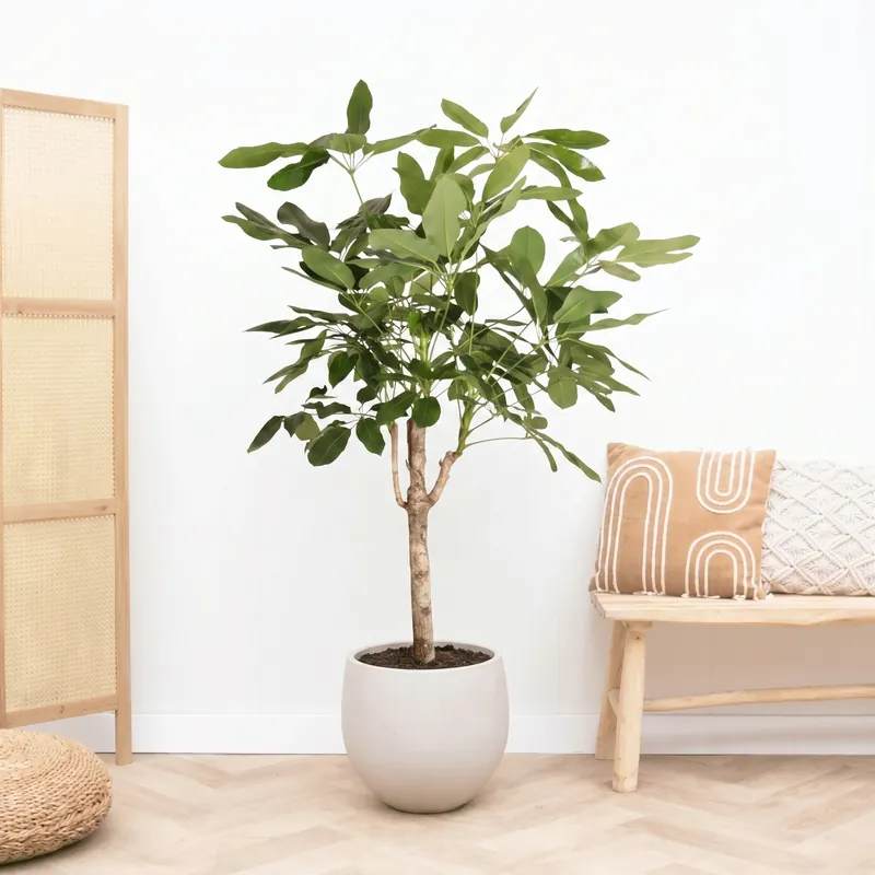 Voeg toe aan winkelwagen - Schefflera Actinophylla Amate op stam - 180cm