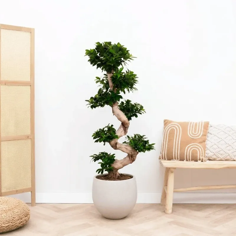 Trending | Ficus Microcarpa Ginseng s-vorm - 160cm