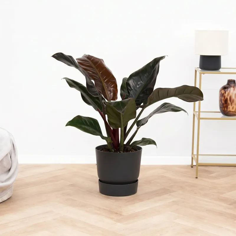 Bespaar nu | Philodendron Imperial Red Beauty - 70cm