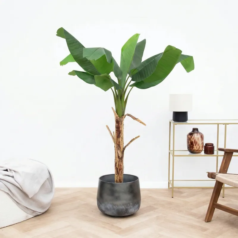 Kunst Bananenplant Musa - 150cm - Eenvoudig retourneren