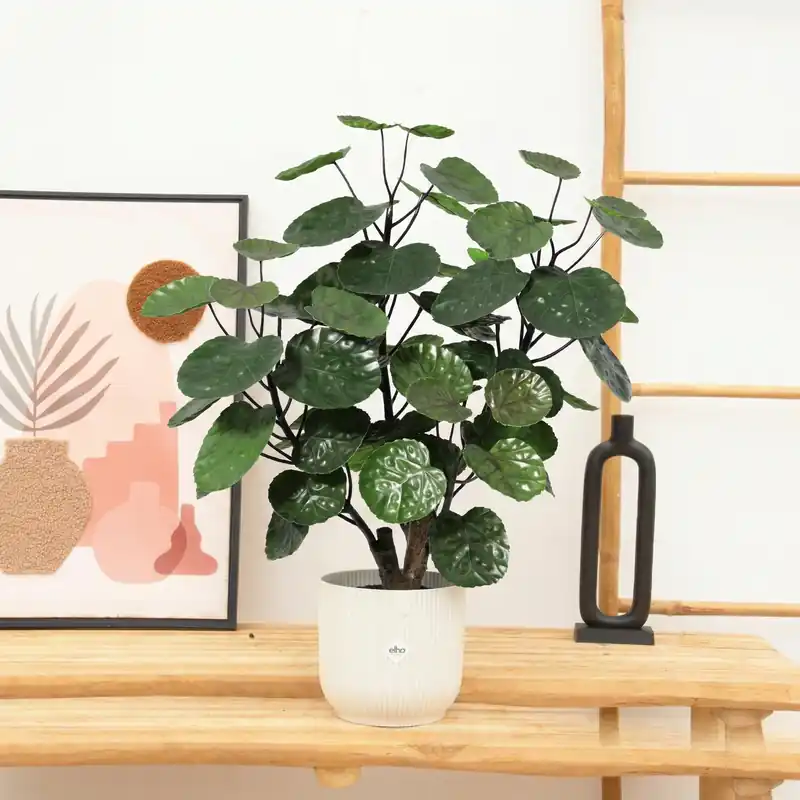 Kunst Polyscias Fabian - 55cm | Veilige betaling