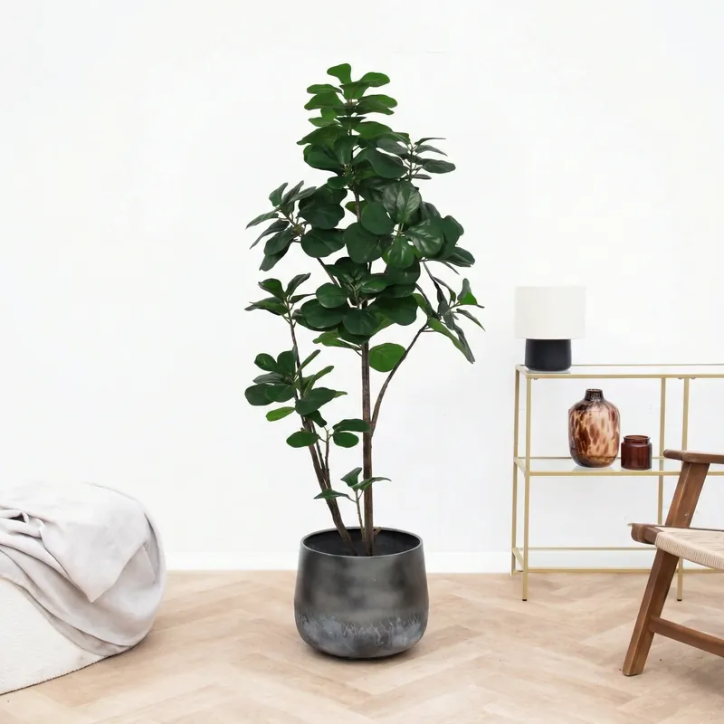 Direct bestellen | Kunst Ficus lyrata vertakt - 150cm