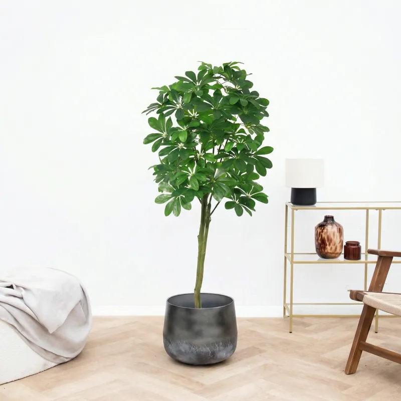Kunst Pachira Aquatica - 150cm - Trending