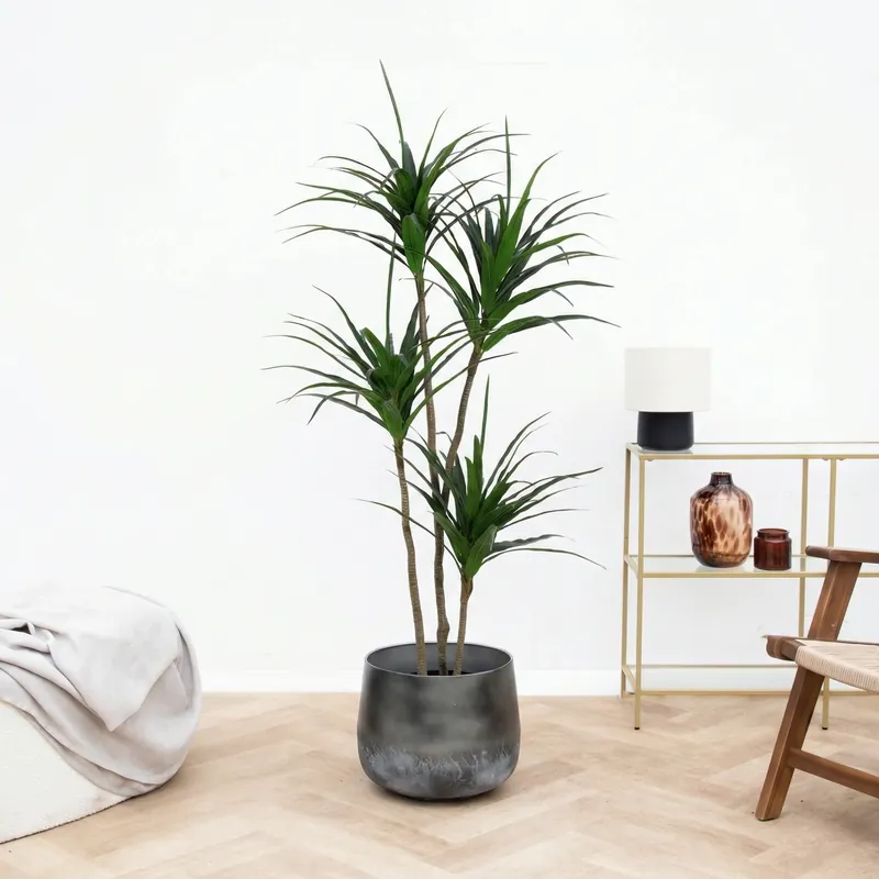 Meest verkocht - Kunst Dracaena - 165cm