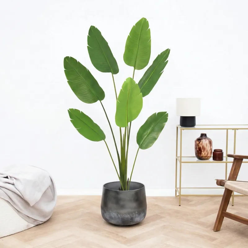 Goed beoordeeld | Kunst Strelitzia Nicolai - 170cm