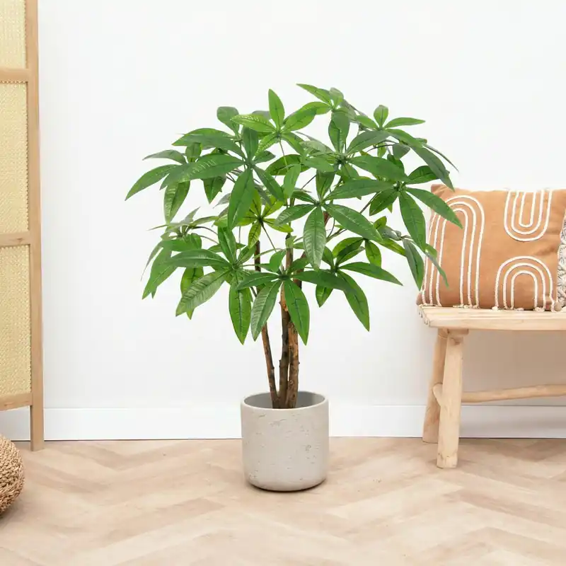 Kunst Pachira Aquatica - 85cm - Nieuw gelanceerd