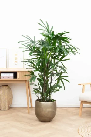 Rhapis Excelsa - 160cm - Nieuw product