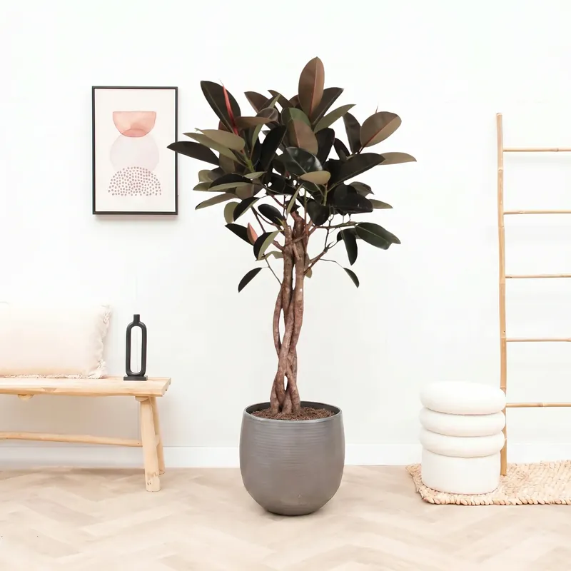Ficus Elastica Burgundy gevlochten stam – 190cm - Nieuw