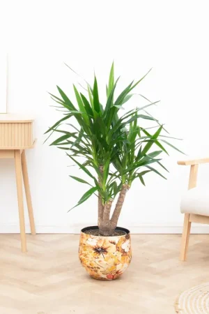 Yucca Elephantipes vertakt - 120cm - Voordelig