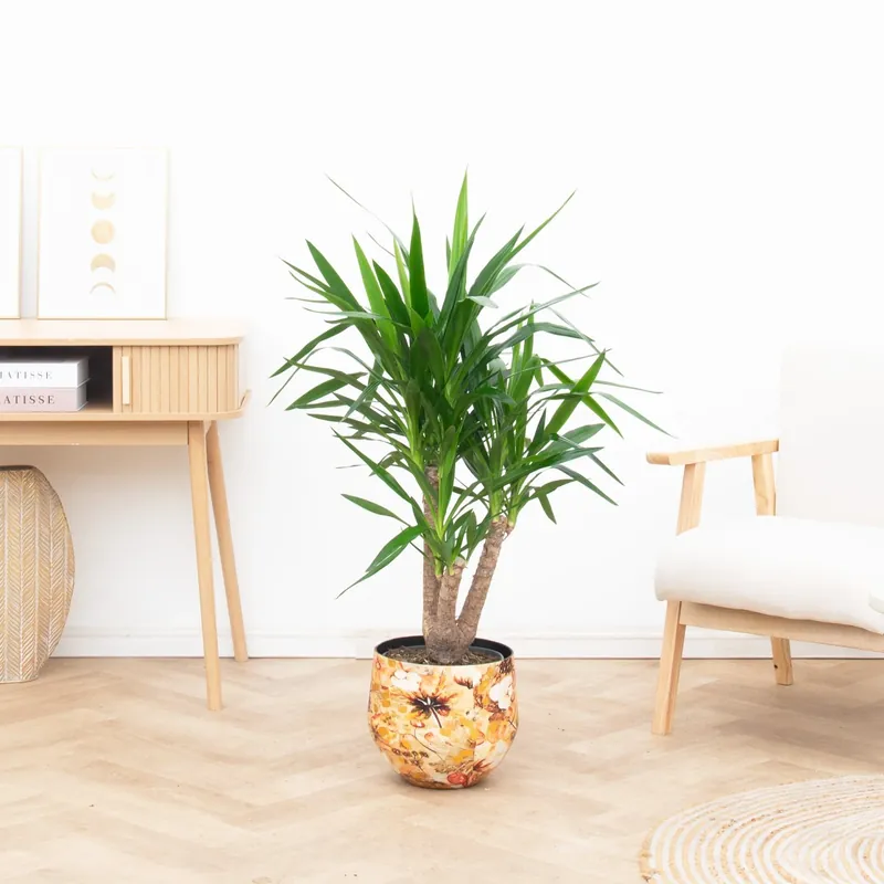 Yucca Elephantipes vertakt - 120cm - Voordelig