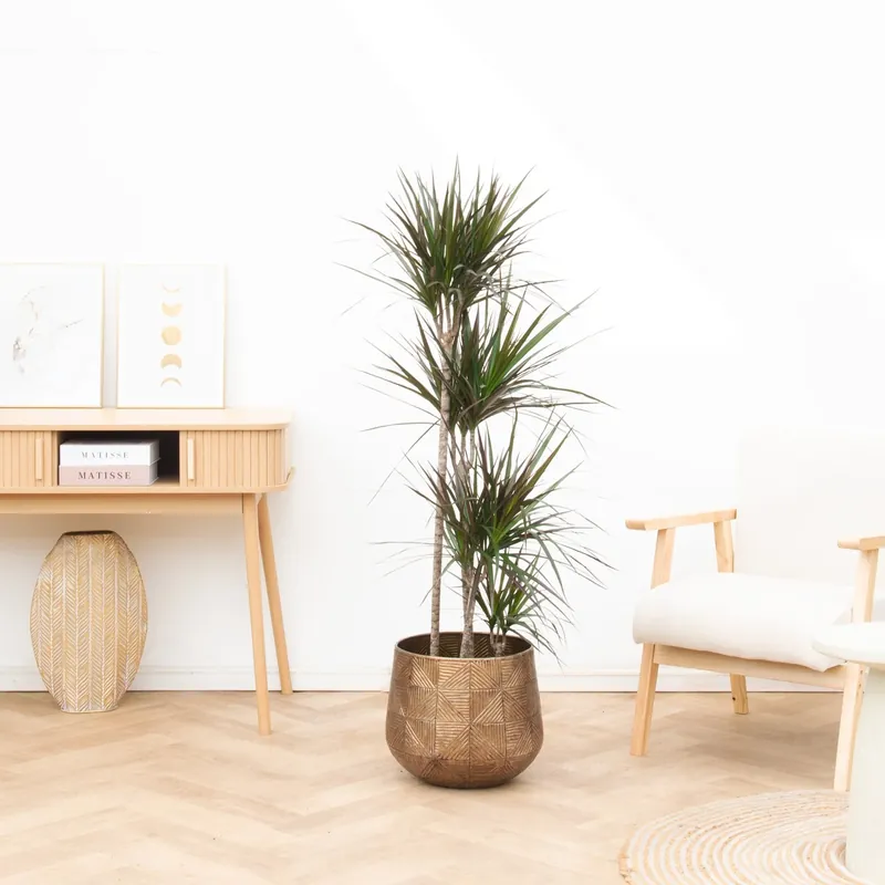 Dracaena Magenta - 160cm | Topkwaliteit