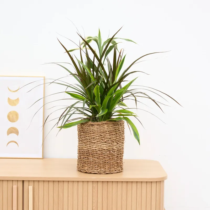Dracaena combo edition - 60cm - Shop nu