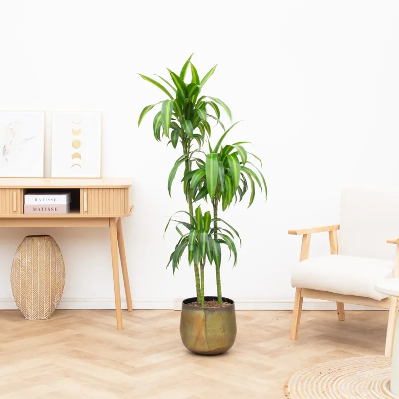 Dracaena Cintho - 200cm | Direct leverbaar