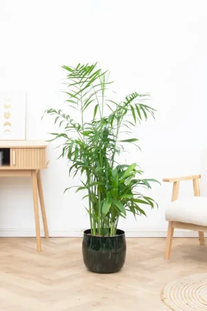 Verlaagde prijs - Chamaedorea Seifrizii - 150cm