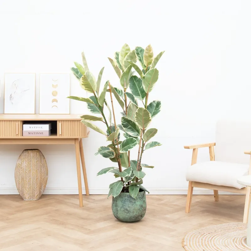 Combi deal - Ficus Tineke struik inclusief pot Elisa - 140cm - Veilig betalen
