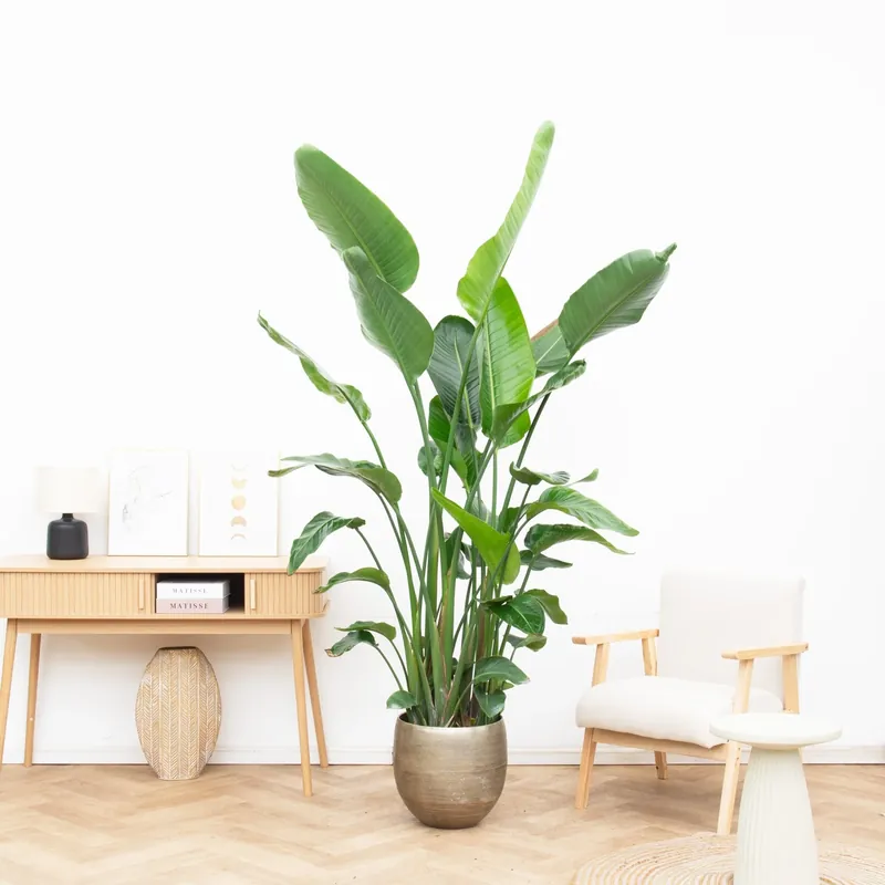 Prijs verlaagd | Strelitzia Nicolai 6 stek - 200cm