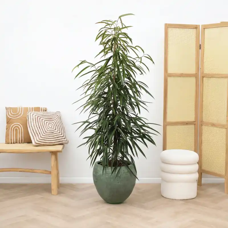 Ficus Alii king zuil - 150cm - Nog maar enkele beschikbaar