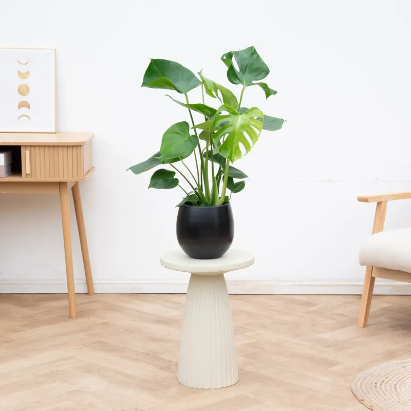 Beperkte voorraad | Combi deal - Monstera Deliciosa inclusief pot Stijn - 70cm