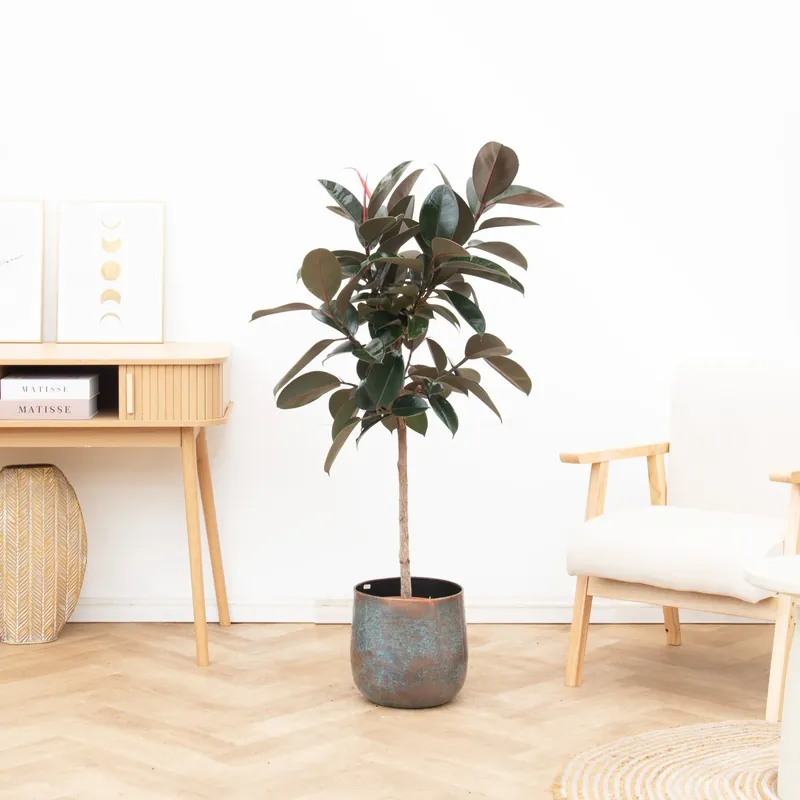 Combi deal - Ficus Elastica Abidjan inclusief Jolien Mystic Blue - 140cm - Scherpe prijs
