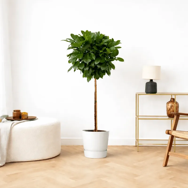 Ficus Cyathistipula op stam - 130cm - Rechtstreeks uit de fabriek