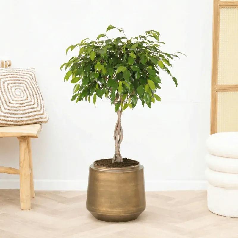 Ficus Benjamina gevlochten stam - 100cm - Klaar voor verzending