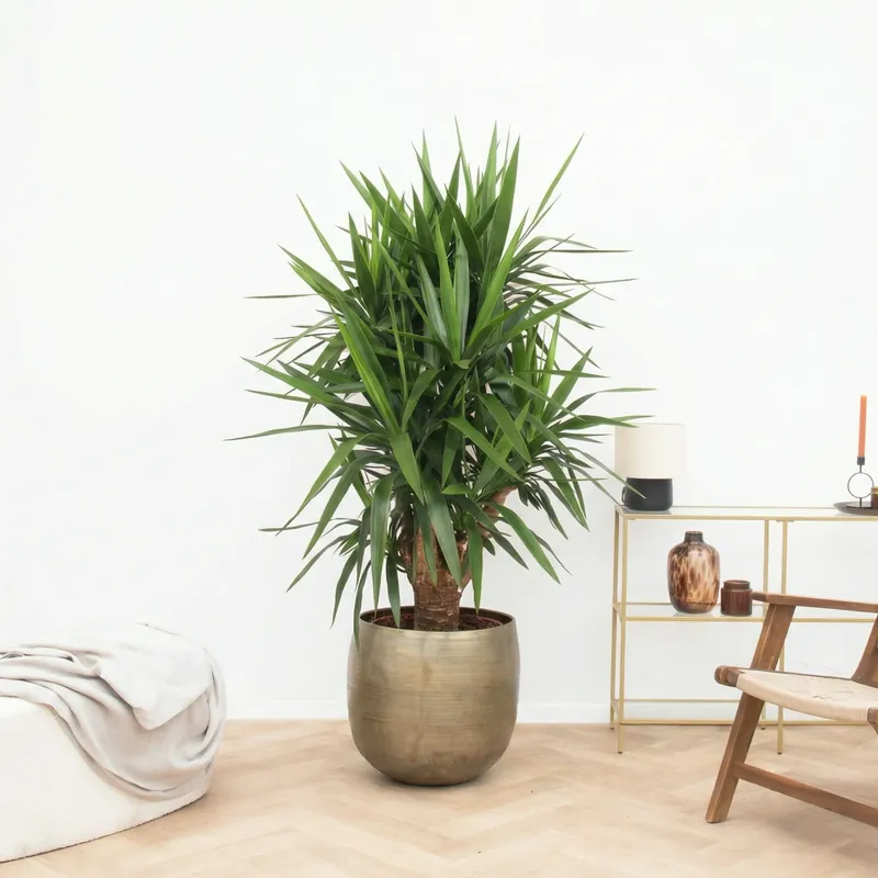 Fabrieksprijs - Yucca Elephantipes multistam - 150cm