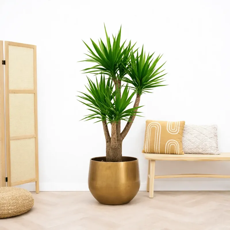 Bestel nu - Yucca Elephantipes multistam - 190cm