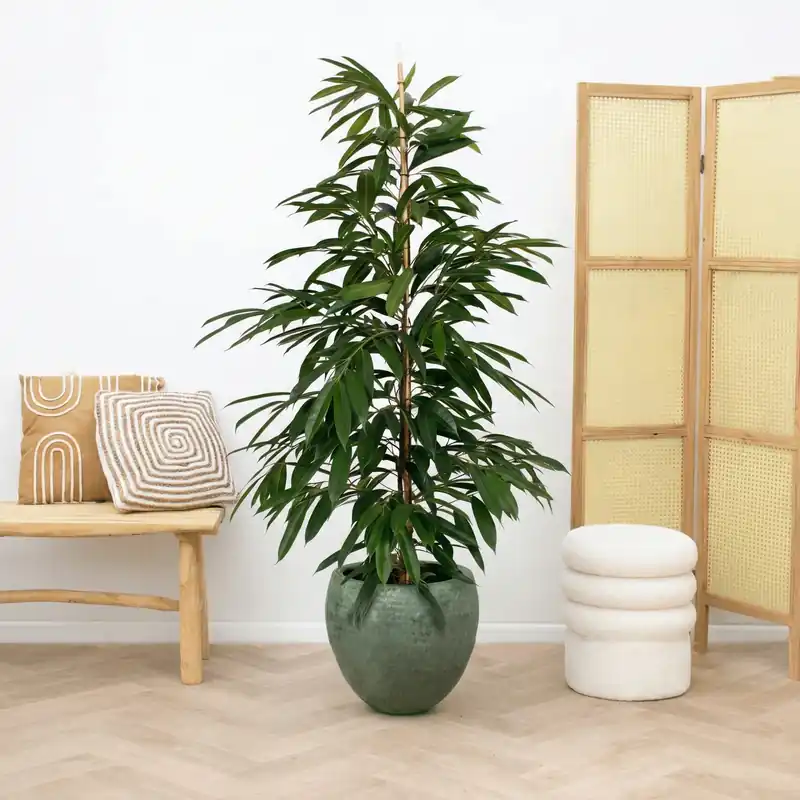 Ficus Amstel King struik - 130cm - Aanbieding