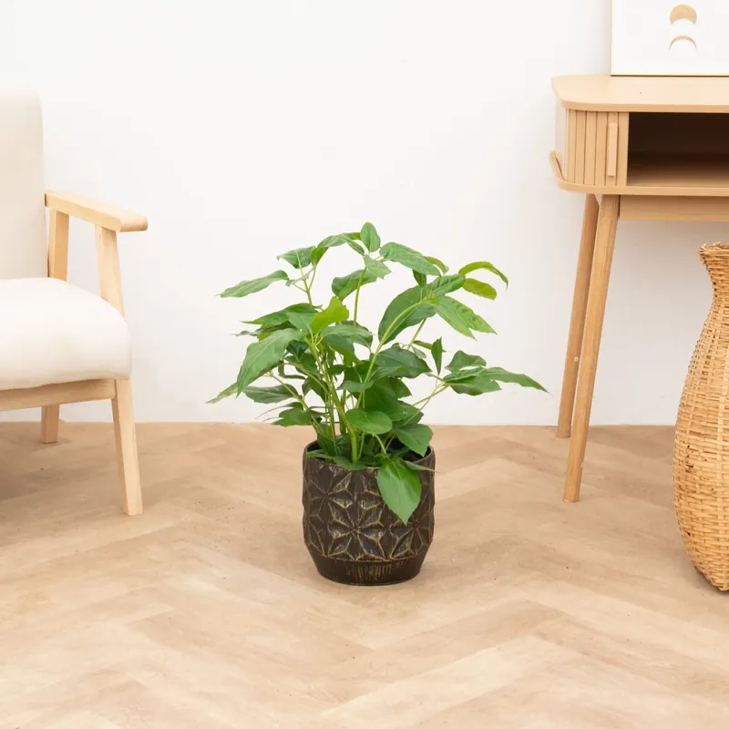 Schefflera Amate struik - 80cm | Fabrieksprijs