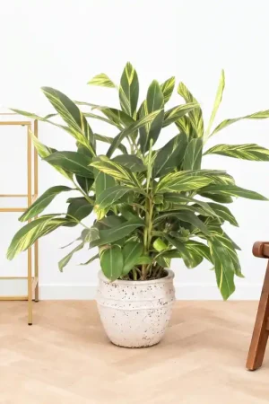 Alpinia variegata - 100cm | Goed beoordeeld