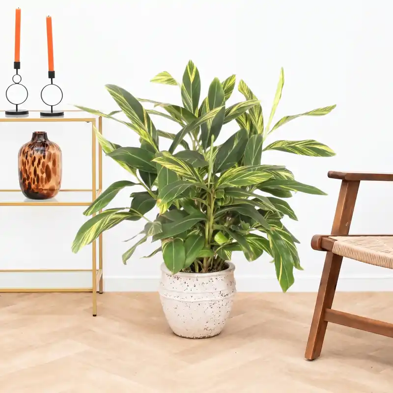Alpinia variegata - 100cm | Goed beoordeeld