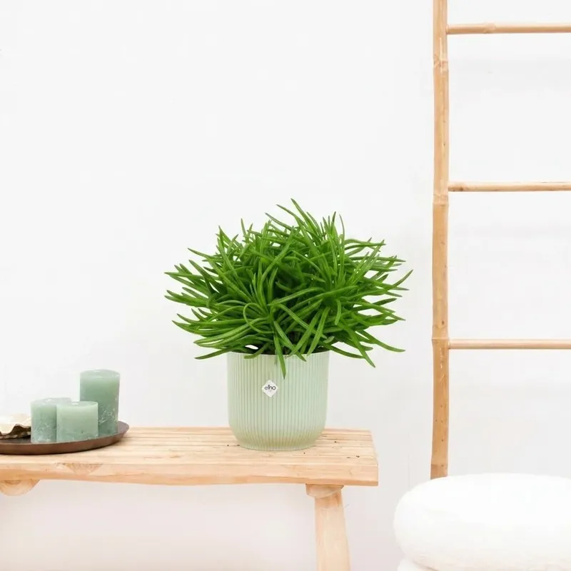 Veel voordeel | Senecio Himalaya - 20cm
