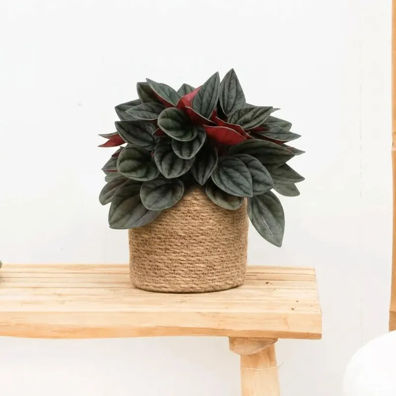 Topproduct | Peperomia Santorini - 20cm