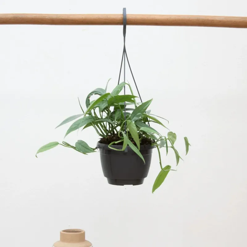 Uitverkoop - Epipremnum Cebu Blue - 30cm