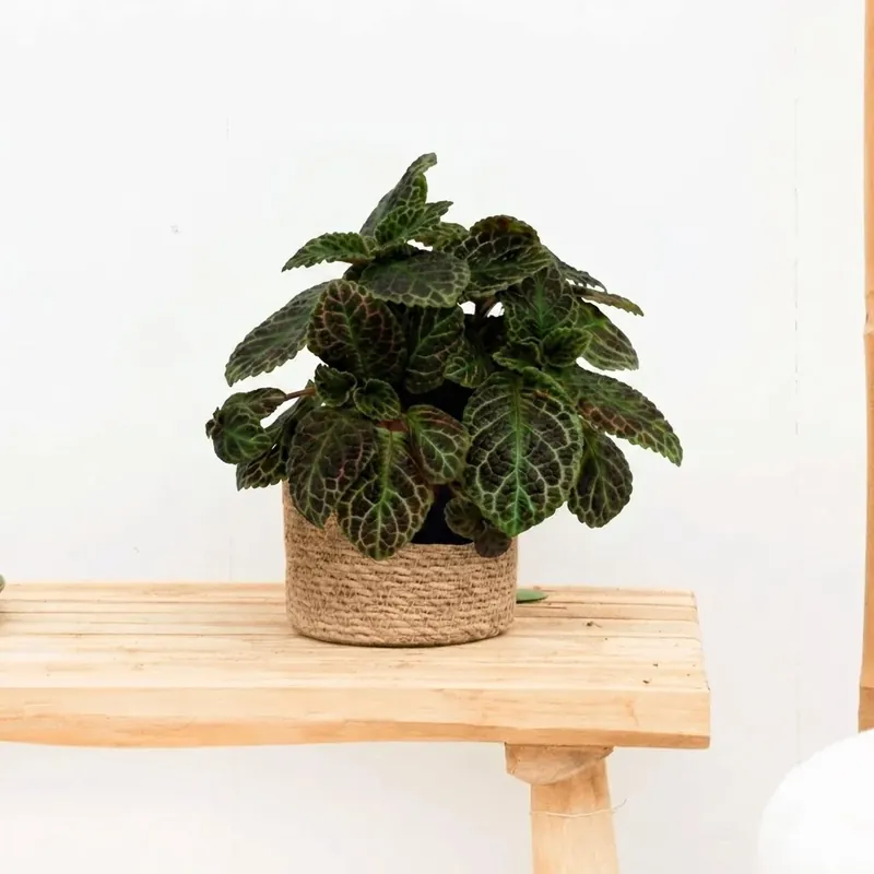 Episcia Cupreata - 20cm - Spoedlevering