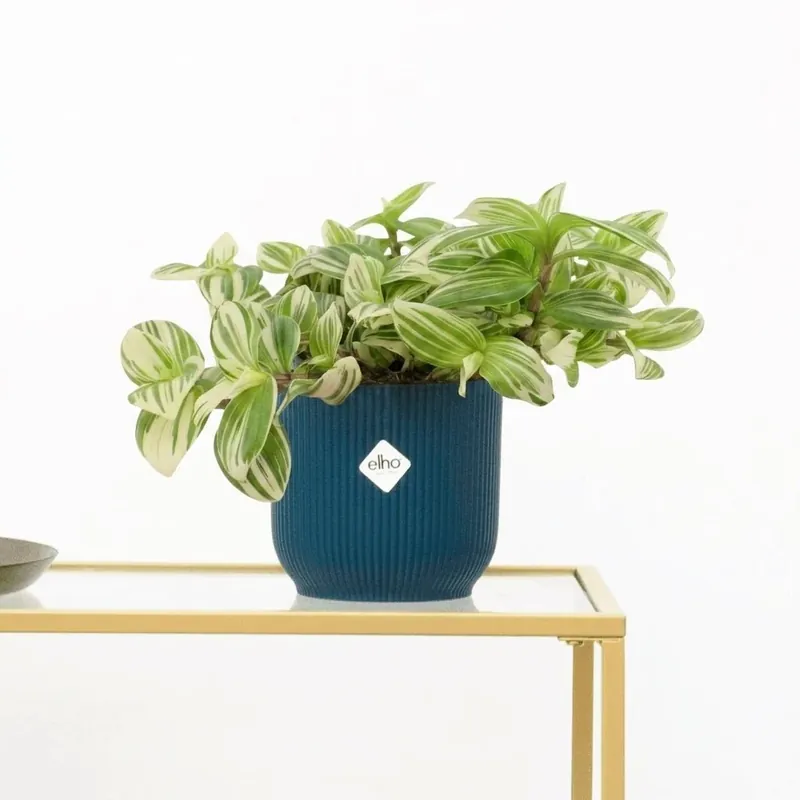 Tradescantia Brightness - 20cm - Veilige betaling