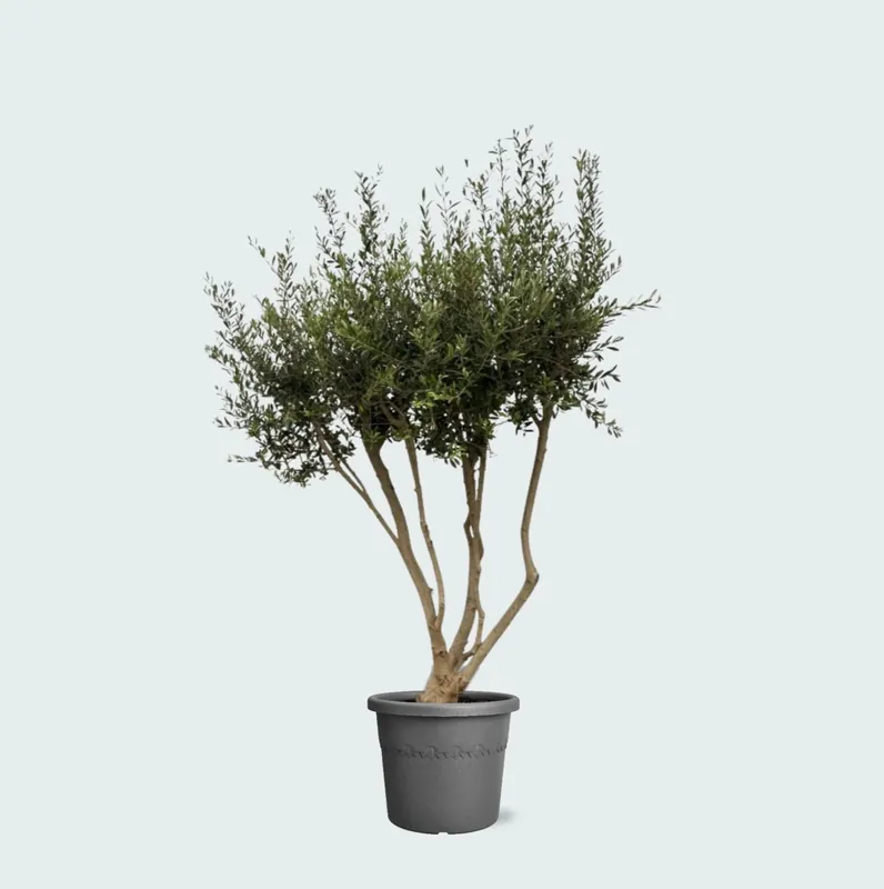Olea Europaea Cultivo vertakt XXL - 210cm - Spoedlevering