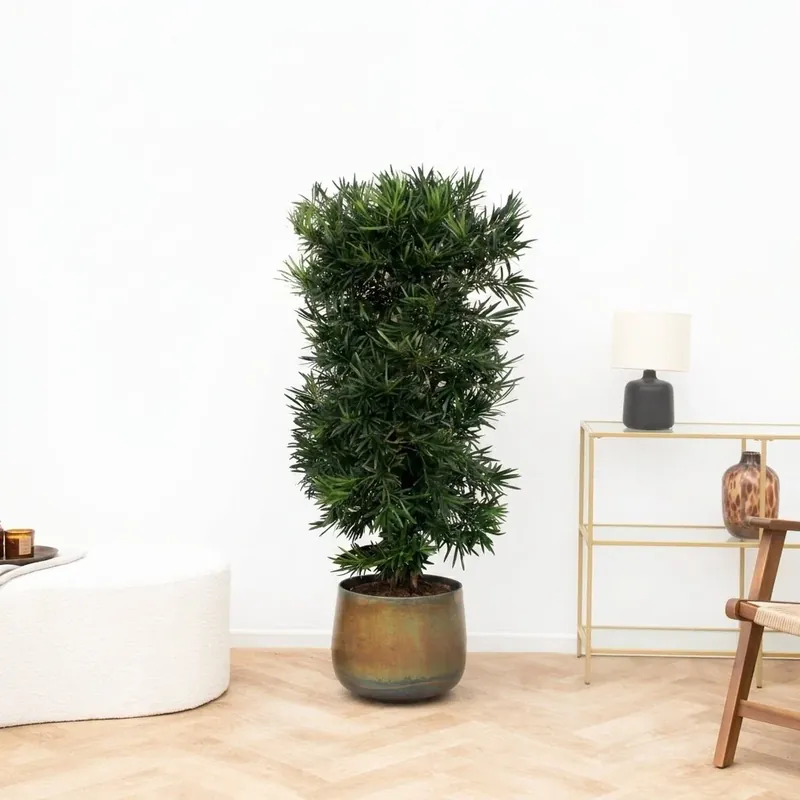 Prijsverlaging | Podocarpus Macrophyllus - 130cm