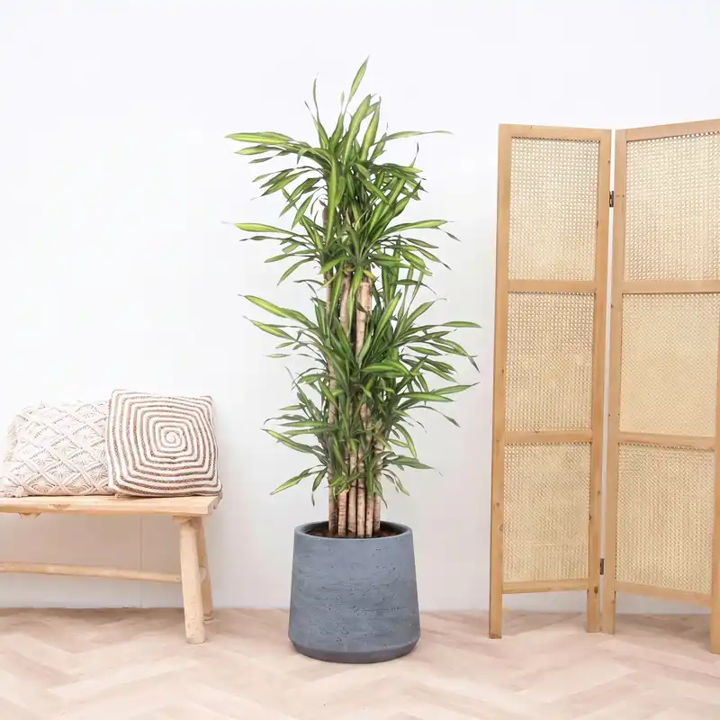 Topkwaliteit - Dracaena Riki Fragrans vertakt - 180cm