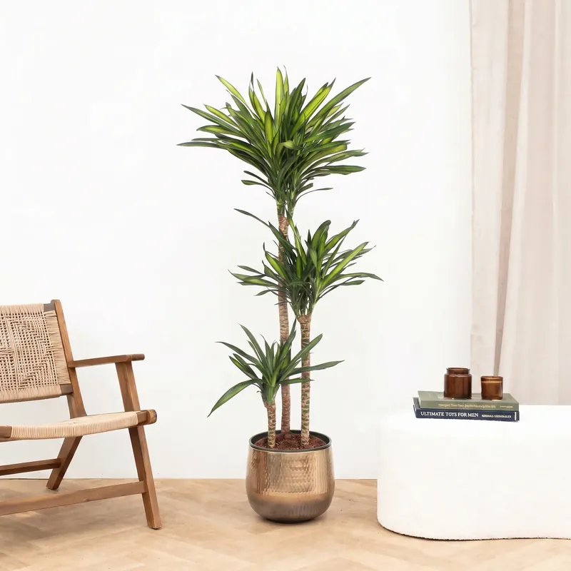 Dracaena Riki - 160cm | Topproduct