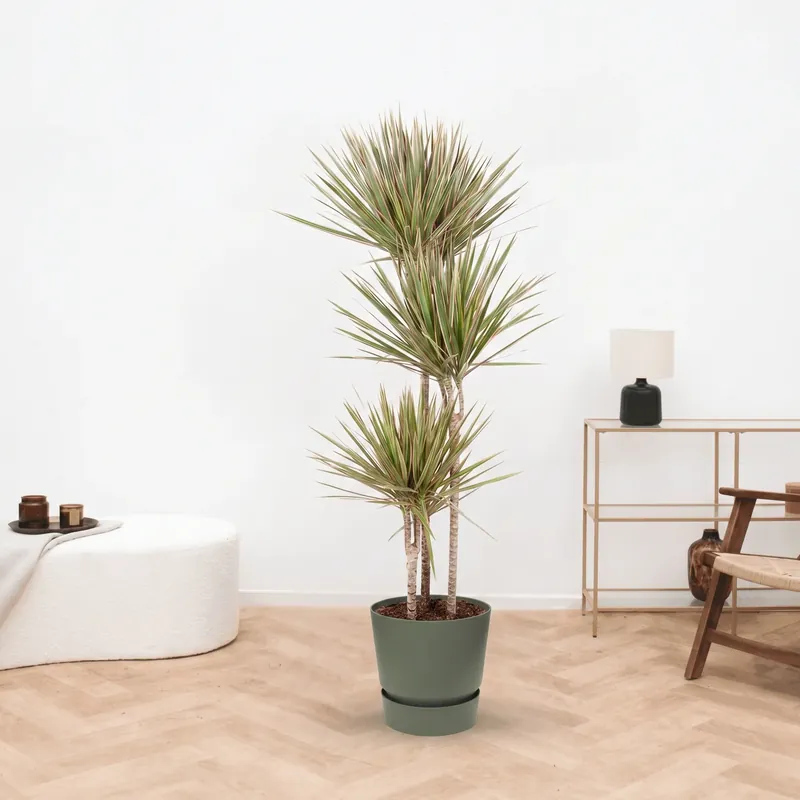 Dracaena Bicolor - 160cm | Zolang de voorraad strekt