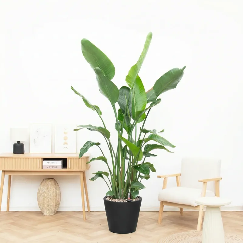 Combi deal - Strelitzia Nicolai inclusief pot Bucket - 200cm | Op = op
