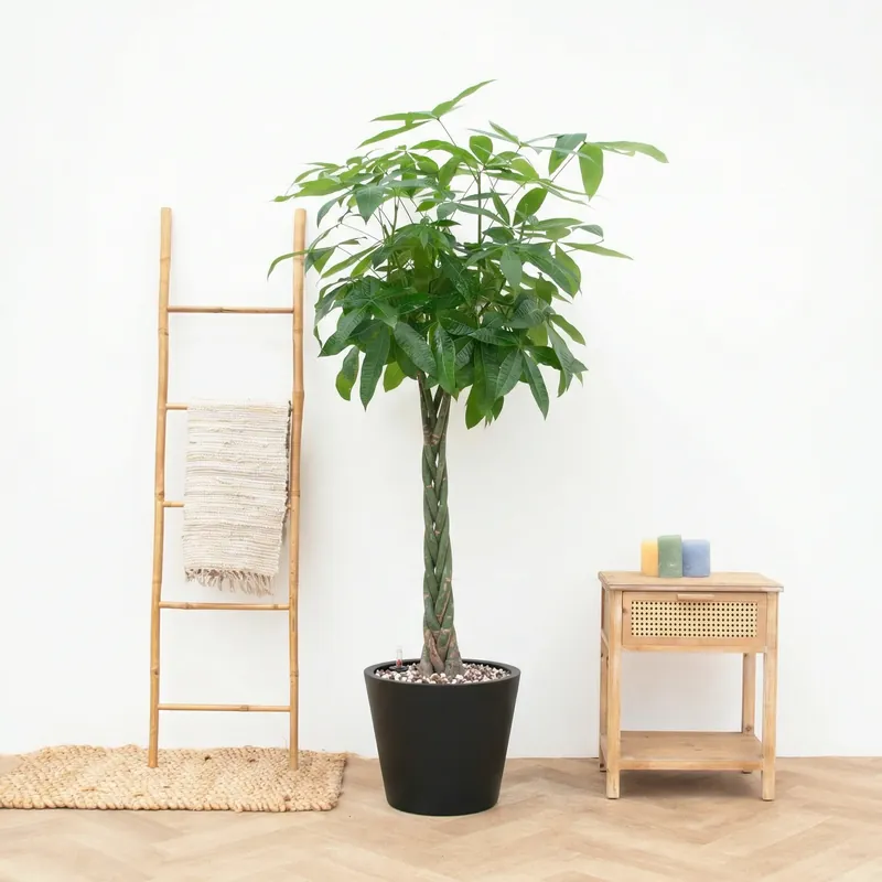 Extra voordeel | Combi Deal - Pachira Aquatica inclusief pot Bucket - 150cm
