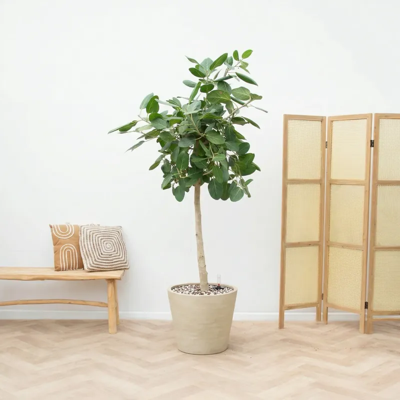 Net gelanceerd | Combi deal - Ficus Benghalensis Audrey inclusief pot Bucket - 190cm