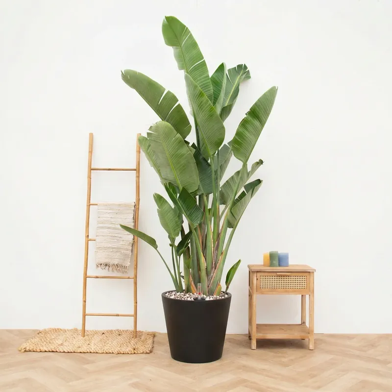 Combi deal - Strelitzia Augusta Multistam de luxe inclusief pot Bucket - 250cm | Rechtstreeks van de fabrikant