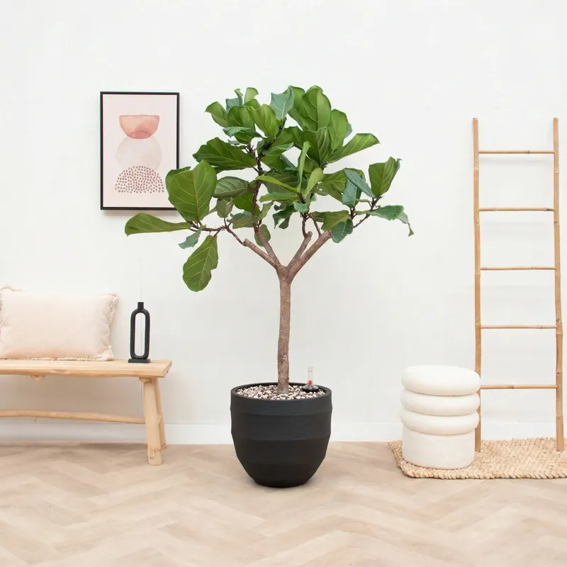 Combi deal - Ficus Lyrata Boom inclusief pot Bordo New Egg - 180cm - Laatste kans