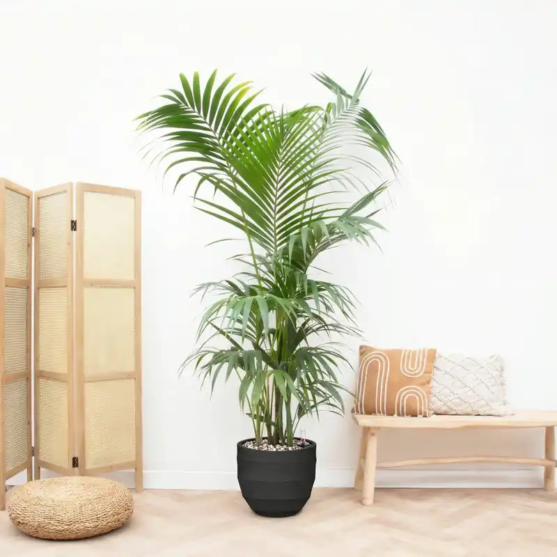 Net toegevoegd | Combi deal - Kentia Palm XXL inclusief pot Bordo New Egg - 220cm