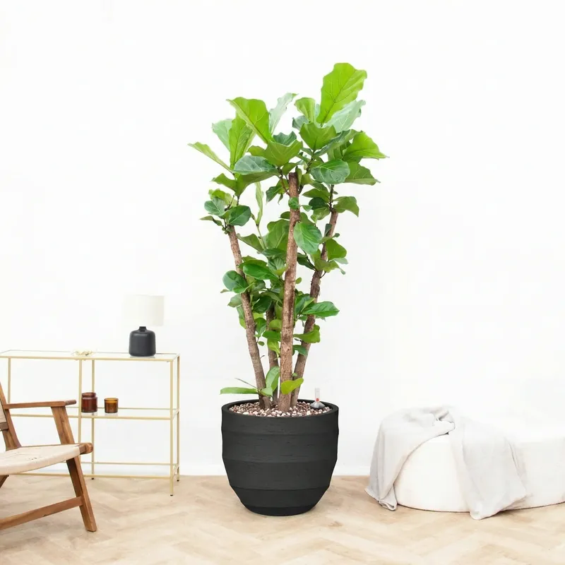 Combi deal - Ficus Lyrata Vertakt inclusief pot Bordo New Egg - 220cm | Veilige betaling