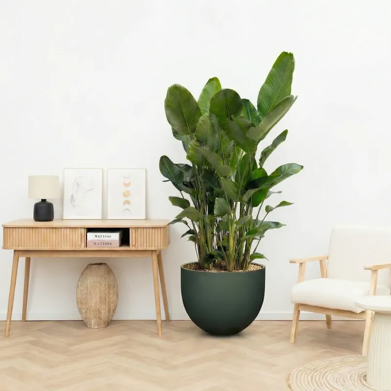 Combi deal - 3x Strelitzia Nicolai 6 stek inclusief pot Jumbo Mila Pine Green - 200cm | Pak je kans
